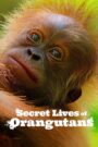 Download Secret Lives of Orangutans (2024) Dual Audio {Hindi+English} Documentary